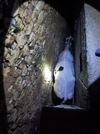 İki Duvar Arasına Sıkışan Büyükbaş Havyan Kurtarıldı