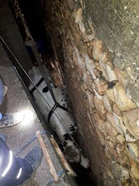 İki Duvar Arasına Sıkışan Büyükbaş Havyan Kurtarıldı