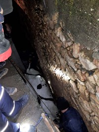 İki Duvar Arasına Sıkışan Büyükbaş Havyan Kurtarıldı